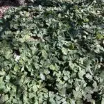 Groenblijvende Pachysandra plant met winterhardheid.