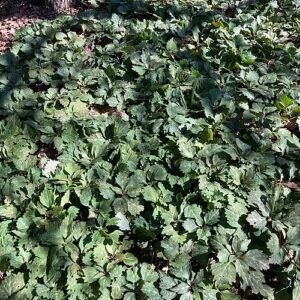 Groenblijvende Pachysandra plant met winterhardheid.