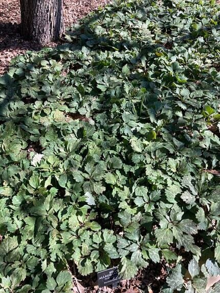 Groenblijvende Pachysandra plant met winterhardheid.
