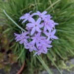 Paarse bloemen van Tulbaghia violacea op groen bladeren.