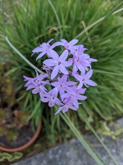 Paarse bloemen van Tulbaghia violacea op groen bladeren.
