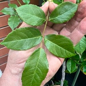 Oranje-rode schimmels op Phragmidium mucronatum bladeren.