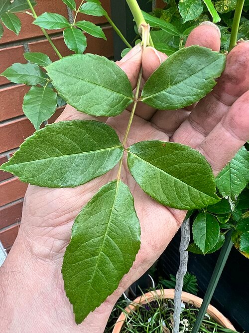 Oranje-rode schimmels op Phragmidium mucronatum bladeren.