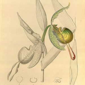 Prachtige Phragmipedium boissierianum orchidee bloem close-up.