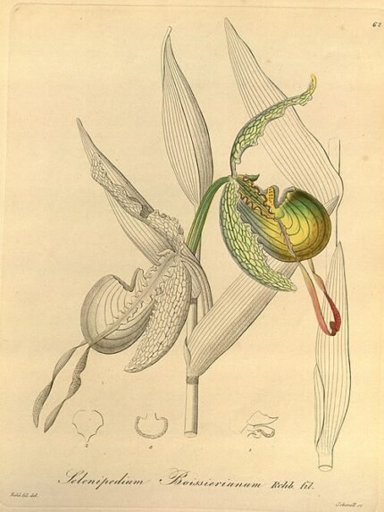 Prachtige Phragmipedium boissierianum orchidee bloem close-up.