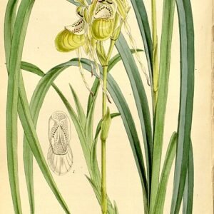 Phragmipedium caricinum orchidee met gele bloem en groene bladeren op witte achtergrond.