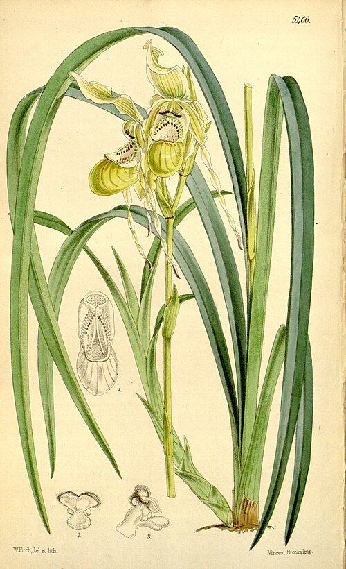 Phragmipedium caricinum orchidee met gele bloem en groene bladeren op witte achtergrond.