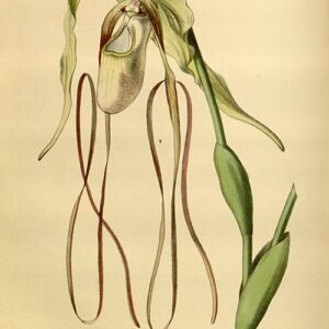 Phragmipedium caudatum orchidee met lange groene bladeren en bloemen.