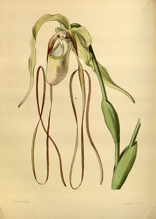 Phragmipedium caudatum orchidee met lange groene bladeren en bloemen.