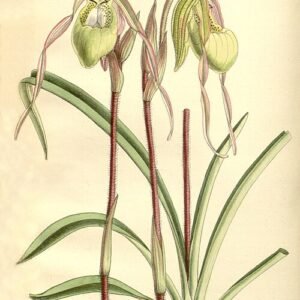 Prachtige botanische illustratie van Phragmipedium klotzschianum orchideeën uit 1891.