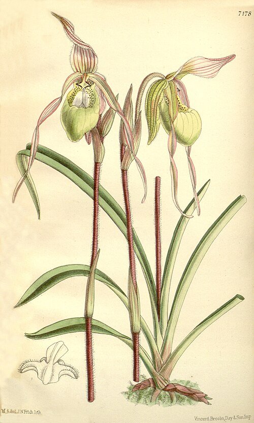 Prachtige botanische illustratie van Phragmipedium klotzschianum orchideeën uit 1891.