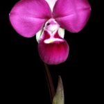 Vivid purple bloom of Phragmipedium kovachii orchid.