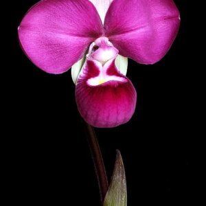 Vivid purple bloom of Phragmipedium kovachii orchid.