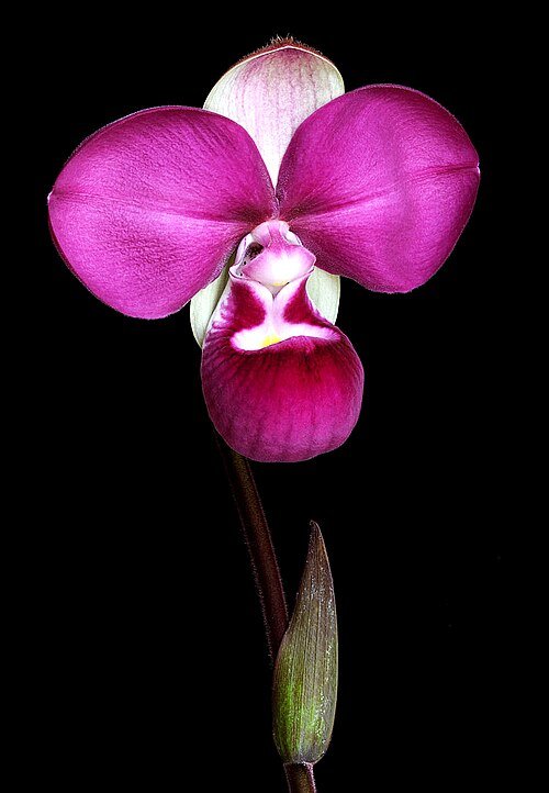Vivid purple bloom of Phragmipedium kovachii orchid.
