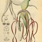 Phragmipedium lindenii orchidee bloem op witte achtergrond.