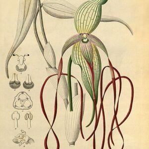 Phragmipedium lindenii orchidee bloem op witte achtergrond.