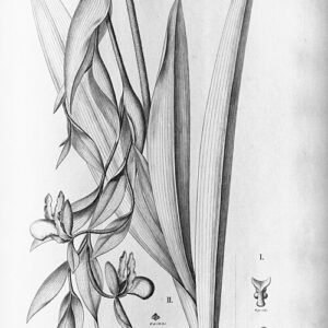 Phragmipedium lindleyanum orchideebloem in bloei met delicate bloemblaadjes.