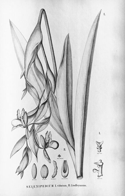 Phragmipedium lindleyanum orchideebloem in bloei met delicate bloemblaadjes.