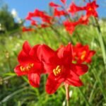 Lange rode Phycella ignea bloemen op stelen.