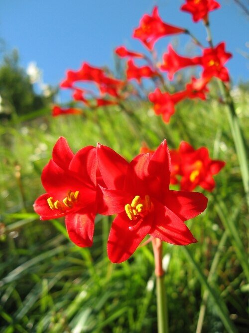 Lange rode Phycella ignea bloemen op stelen.