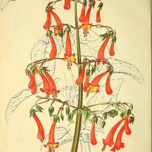 Illustratie van Phygelius (Kaapse fuchsia) plant met bloemen en bladeren.