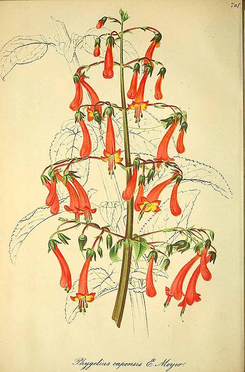 Illustratie van Phygelius (Kaapse fuchsia) plant met bloemen en bladeren.