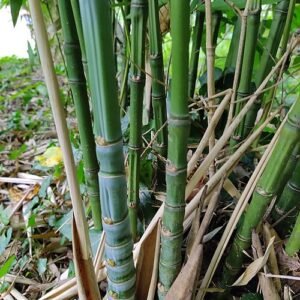 Gouden bamboeplant met heldergroene stelen en bladeren.
