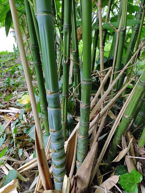 Gouden bamboeplant met heldergroene stelen en bladeren.