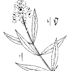 Illustratie van Physostegia virginiana (scharnierbloem) in zwart-wit.