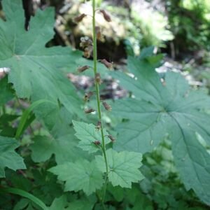 Kindje-op-moeders-schoot plant met donkergroene bladeren en paarse stelen.
