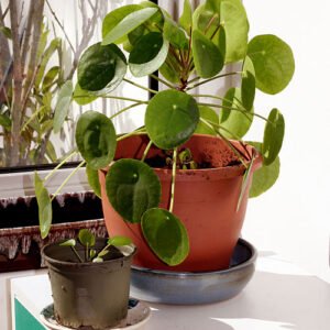 Pilea peperomioides, Chinese money plant op kleigrond, winterhard.