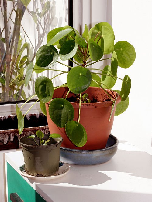 Pilea peperomioides, Chinese money plant op kleigrond, winterhard.