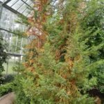 Pilgerodendron in groene bladeren, gefotografeerd in Palmengarten Frankfurt.
