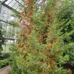 Pilgerodendron in groene bladeren, gefotografeerd in Palmengarten Frankfurt.