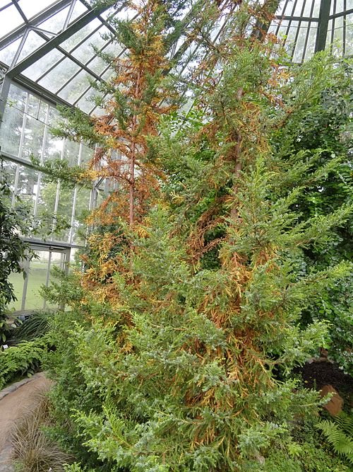 Pilgerodendron in groene bladeren, gefotografeerd in Palmengarten Frankfurt.