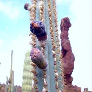 Blauwe Pilosocereus azulensis cactus met lange, slanke blauwgroene stengels.