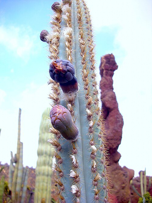 Blauwe Pilosocereus azulensis cactus met lange, slanke blauwgroene stengels.