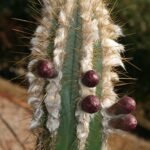 Pilosocereus albisummus cactus met lange groene stelen en witte doornen.