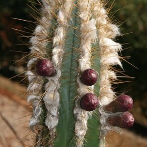 Pilosocereus albisummus cactus met lange groene stelen en witte doornen.