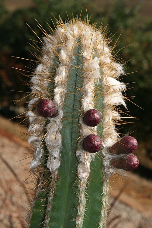 Pilosocereus albisummus cactus met lange groene stelen en witte doornen.