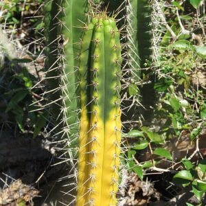 Cactus Pilosocereus arrabidae met lange, slanke groene stelen en witte stekels.