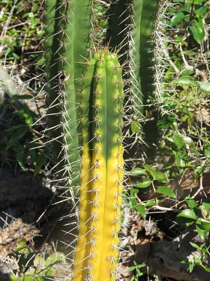 Cactus Pilosocereus arrabidae met lange, slanke groene stelen en witte stekels.