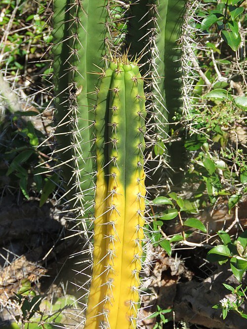 Cactus Pilosocereus arrabidae met lange, slanke groene stelen en witte stekels.
