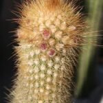 Gele stekels op groene stam van Pilosocereus aureispinus cactus.