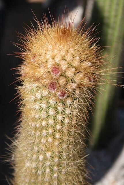 Gele stekels op groene stam van Pilosocereus aureispinus cactus.