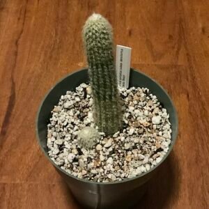 Pilosocereus aurisetus cactus met dichte gouden stekels op een groene steel.