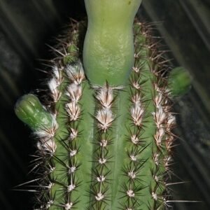 Pilosocereus catingicola cactusplant met dunne stelen en witte doornen tegen natuurlijke achtergrond.