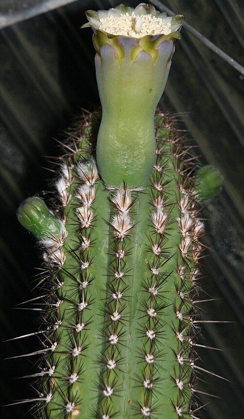 Pilosocereus catingicola cactusplant met dunne stelen en witte doornen tegen natuurlijke achtergrond.