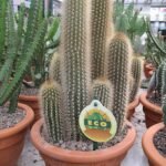 Pilosocereus chrysostele cactus met zilverblauwe stelen en gouden stekels.