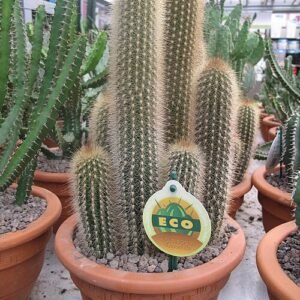 Pilosocereus chrysostele cactus met zilverblauwe stelen en gouden stekels.